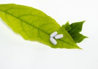 combaterea bolilor de iarna