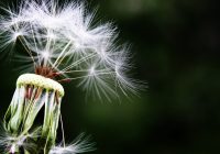 identificarea alergiilor