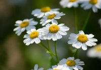 semințele de spilcuță