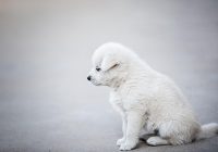 câine adoptat